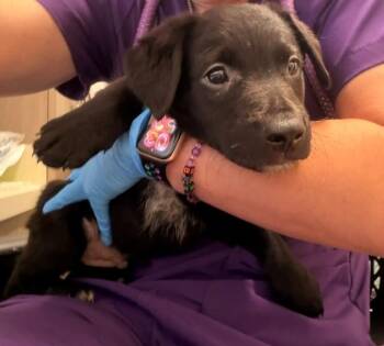 ICTERUS -  Border Collie and Mixed Breed Dog for Adoption in Baytown, Texas - ICTERUS | PetCurious