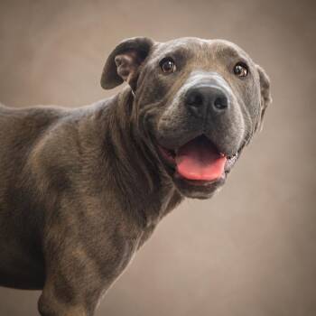 Journey -  Great Dane and Catahoula Leopard Dog Dog for Adoption in Helena, Alabama - Journey | PetCurious