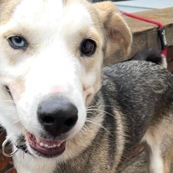 Echo -  Husky Dog for Adoption in Oak Bluffs, Massachusetts - Echo | PetCurious