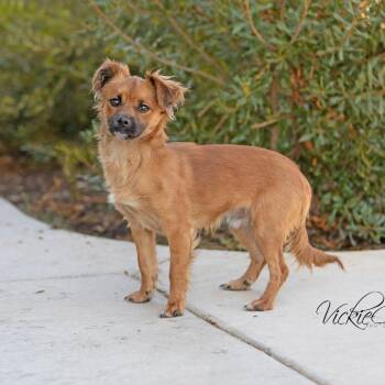 Chihuahua Dogs Available for Adoption in Abilene, Texas - Tim Burton | PetCurious