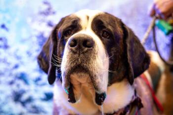 Saint Bernard Dogs Available for Adoption - Daltry | PetCurious