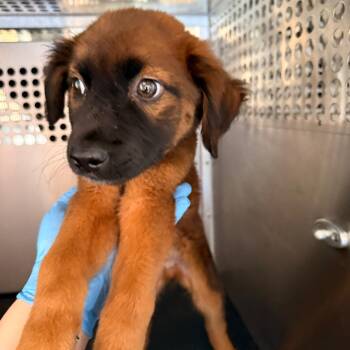 Douglas -  Hound Dog for Adoption in Birmingham, Alabama - Douglas | PetCurious