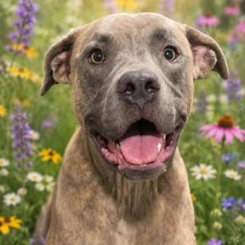 Tiger -  Hound Dog for Adoption in Palm Harbor, Florida - Tiger | PetCurious