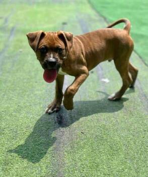 Rescue Boxer and Pit Bull Terrier Dogs for Adoption in Shohola, Pennsylvania - Mac | PetCurious