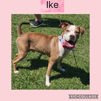 Rescue Mixed Breed Dogs for Adoption in New Iberia, Louisiana - Ike | PetCurious
