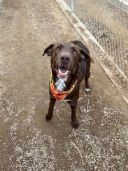 Rescue Chocolate Labrador Retriever Dogs for Adoption in Severance, Colorado - Ignacio | PetCurious