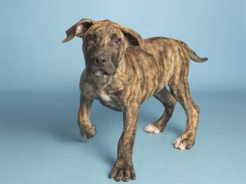 WAFFLES -  Mastiff Dog for Adoption in Phoenix, Arizona - WAFFLES | PetCurious