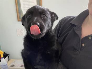 German Shepherd Dog Dogs Available for Adoption in Antioch, California - SUNDAY | PetCurious