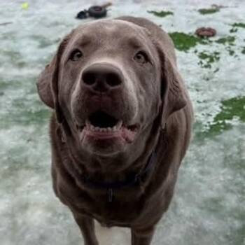 Rescue Labrador Retriever Dogs for Adoption in Hornell, New York - Beasley | PetCurious