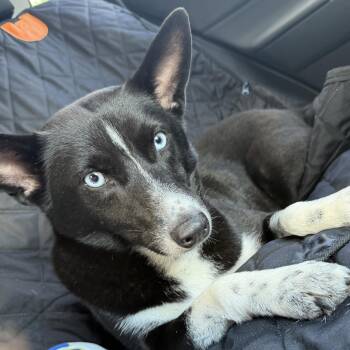 Sky, sweet and playful -  Mixed Breed and Australian Shepherd Dog for Adoption in Houston, Texas - Sky, Sweet And Playful | PetCurious