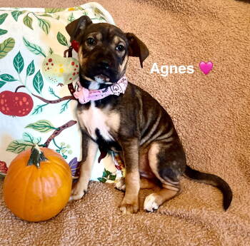 Rescue Beagle and Terrier Dogs for Adoption in Rockaway, New Jersey - Agnes Lonestar | PetCurious