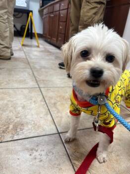 Tick -  Mixed Breed Dog for Adoption in Cincinnati, Ohio - Tick | PetCurious
