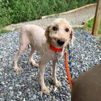 Wren -  Poodle and Bichon Frise Dog for Adoption in Phoenixville, Pennsylvania - Wren | PetCurious