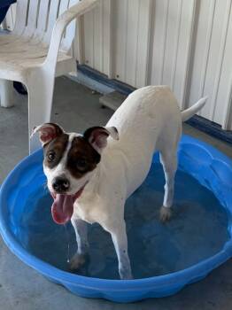 Bailey -  Mixed Breed Dog for Adoption in Pratt, Kansas - Bailey | PetCurious