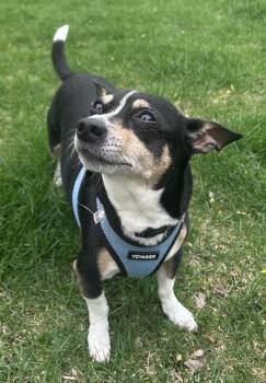 Chihuahua Dogs Available for Adoption in Mundelein, Illinois - Bamm Bamm | PetCurious