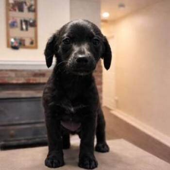 Chihuahua Dogs Available for Adoption in Lodi, California - Alfie | PetCurious