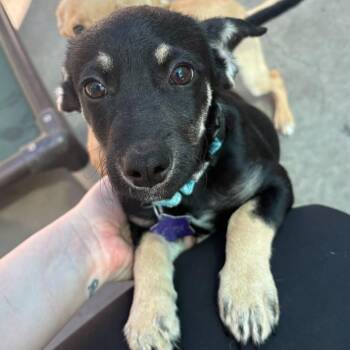 Mixed Breed Dogs Available for Adoption - Luke | PetCurious