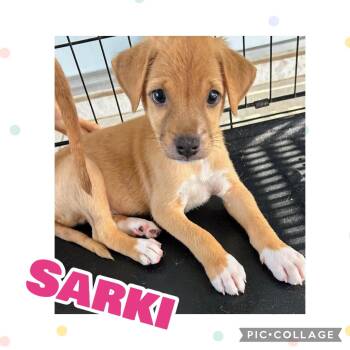 Sarki -  Labrador Retriever Dog for Adoption in Ringwood, New Jersey - Sarki | PetCurious