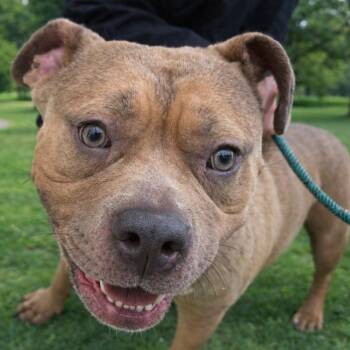 Pit Bull Terrier Dogs Available for Adoption - Audi | PetCurious