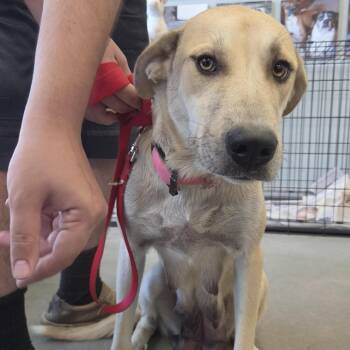 Sadie -  Shepherd and Mixed Breed Dog for Adoption in Marshall, Texas - Sadie | PetCurious
