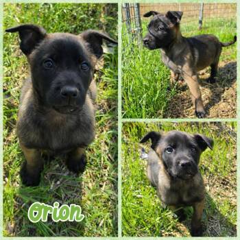 Belgian Shepherd Malinois and German Shepherd Dog Dogs Available for Adoption - Orion | PetCurious
