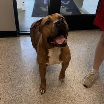 Felix -  American Staffordshire Terrier Dog for Adoption in Des Moines, Iowa - Felix | PetCurious