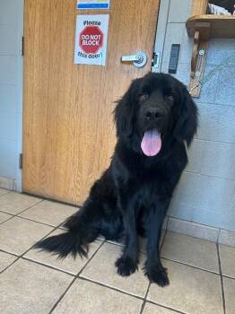 Boomer -  Newfoundland Dog and Leonberger Dog for Adoption in Fruit Heights, Utah - Boomer | PetCurious