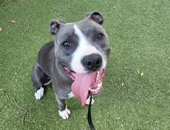BRUTUS -  Boxer and Mixed Breed Dog for Adoption in Omaha, Nebraska - BRUTUS | PetCurious