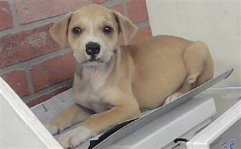 Staffordshire Bull Terrier and Mixed Breed Dogs Available for Adoption in Houston, Texas - FLASH | PetCurious