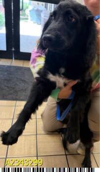 HARVEY -  Mixed Breed Dog for Adoption in West Palm Beach, Florida - HARVEY | PetCurious