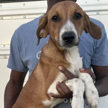 Danny - Local November 6-8 -  Labrador Retriever and Pointer Dog for Adoption in Brookshire, Texas - Danny - Local November 6-8 | PetCurious