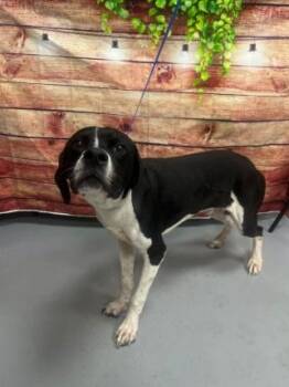AC-5389 "Spud" -  Hound and Labrador Retriever Dog for Adoption in Conyers, Georgia - AC-5389 "Spud" | PetCurious