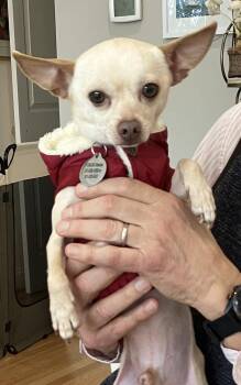 Chihuahua Dogs Available for Adoption - Chip | PetCurious