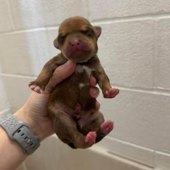 Boxer and Mixed Breed Dogs Available for Adoption - L Pup 4 | PetCurious