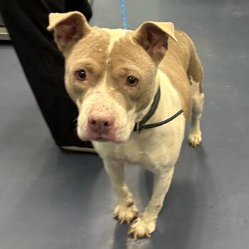 Pit Bull Terrier Dogs Available for Adoption - Jessica | PetCurious