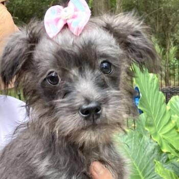 Minnie -  Shih Tzu and Terrier Dog for Adoption in Conroe, Texas - Minnie | PetCurious