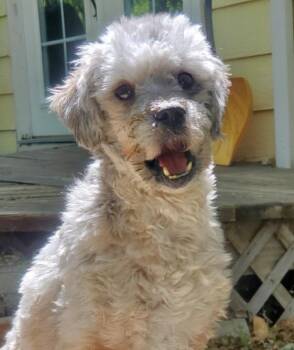 Bunny -  Miniature Poodle Dog for Adoption in Elizabeth, Colorado - Bunny | PetCurious