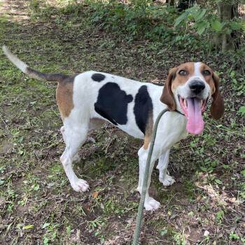 Rescue American Foxhound Dogs for Adoption in Heber Springs, Arkansas - Sammie | PetCurious