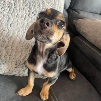 Milo -  Chiweenie and Miniature Pinscher Dog for Adoption in Warren, Rhode Island - Milo | PetCurious