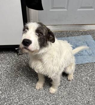 Fox Terrier Dogs Available for Adoption in White Cloud, Michigan - Winston | PetCurious