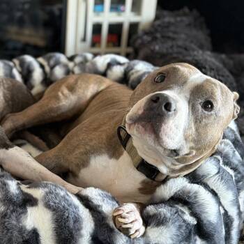 Odin -  Pit Bull Terrier and Mixed Breed Dog for Adoption in West Richland, Washington - Odin | PetCurious