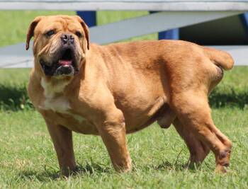 Beef Ravioli -  Bulldog Dog for Adoption in Temple, Texas - Beef Ravioli | PetCurious