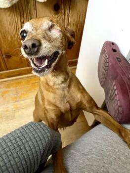 Rescue Miniature Pinscher Dogs for Adoption in Houston, Texas - Harley | PetCurious