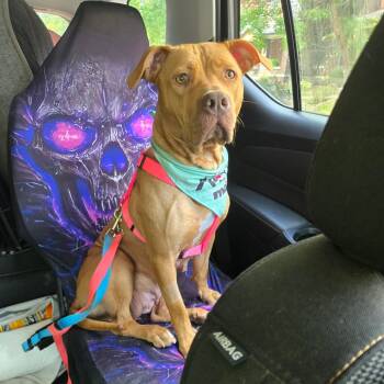 Rescue Pit Bull Terrier Dogs for Adoption in St. Peters, Missouri - Valentina/Mom | PetCurious