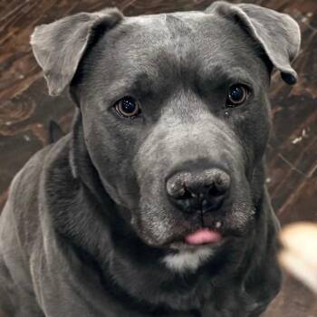 Pit Bull Terrier Dogs Available for Adoption in Thayne, Wyoming - Keno | PetCurious