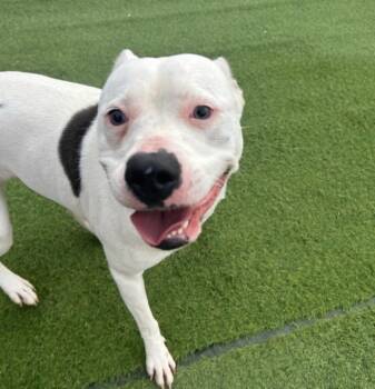 Peaches -  American Staffordshire Terrier Dog for Adoption in Huntington, New York - Peaches | PetCurious