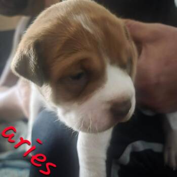 Aries -  Pit Bull Terrier and American Bulldog Dog for Adoption in Oceanside, New York - Aries | PetCurious