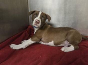 Bernie -  Pit Bull Terrier and Mixed Breed Dog for Adoption in Westland, Michigan - Bernie | PetCurious