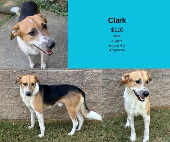 Rescue Hound Dogs for Adoption in Decatur, Alabama - Clark | PetCurious