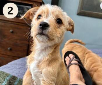 Speedy -  Mixed Breed Dog Available for Adoption in Eutawville, South Carolina - Speedy | PetCurious